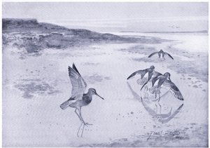 警戒心のあるRedshank